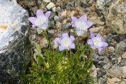 Campanula tridentata